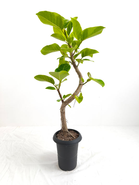 現品商品@8 アルテシマ 6号（高さ：95cm、幅：52cm）