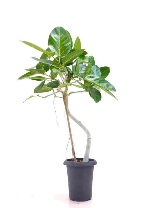 現品商品@5 ベンガレンシス 6号（高さ：94cm、幅：75cm）