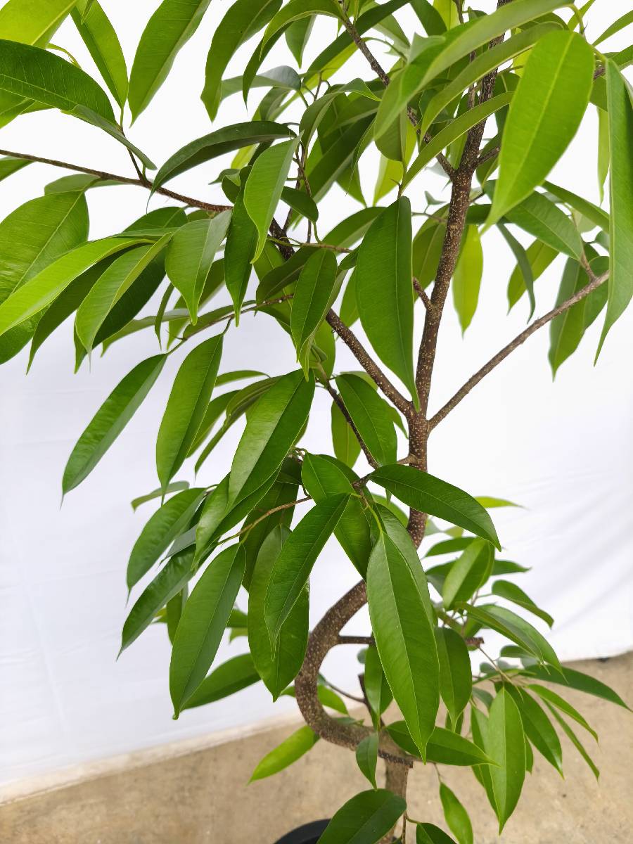 現品商品＠5 アムステルダム 10号（高さ：170cm、幅：90cm）