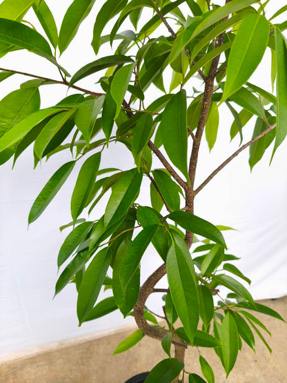 現品商品＠5 アムステルダム 10号（高さ：170cm、幅：90cm）