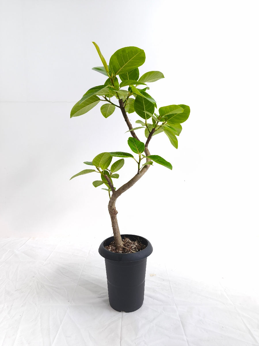 現品商品@3 アルテシマ 6号（高さ：84cm、幅：44cm）