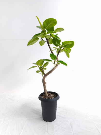 現品商品@3 アルテシマ 6号（高さ：84cm、幅：44cm）