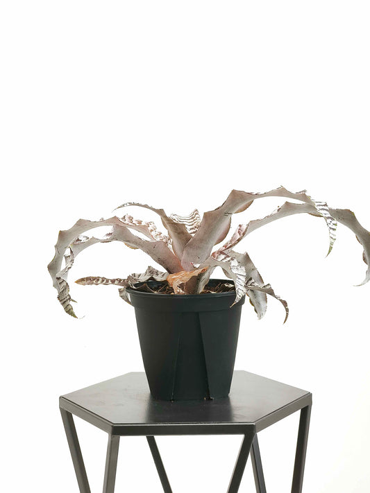 現品商品@2 クリプタンサス・アブソリュートゼロ 4号（高さ：19.5cm、幅：35cm）