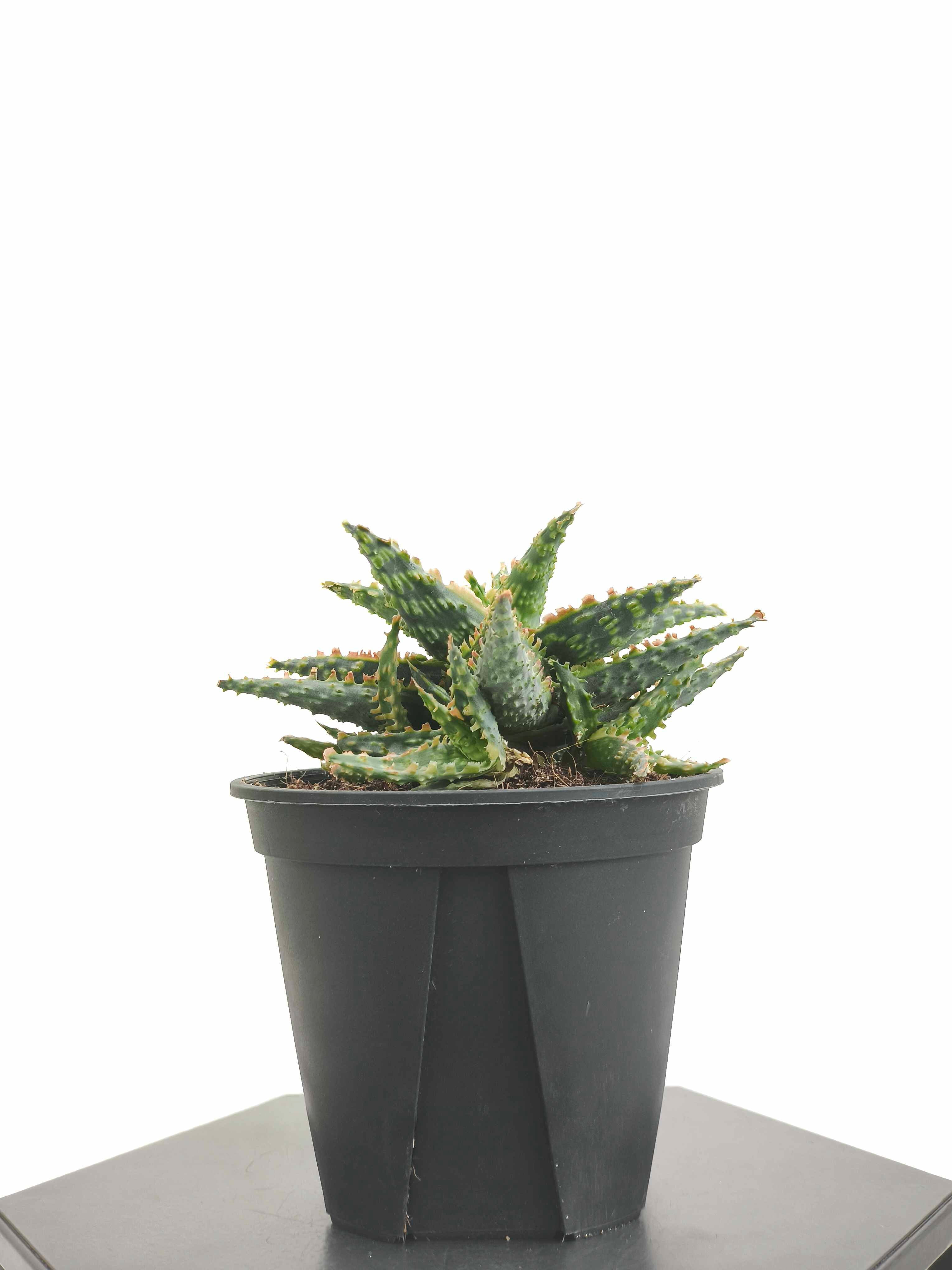 アロエhyb4号の現品商品の通販 | 観葉植物通販AONOKI（あおのき）