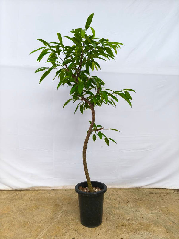 現品商品＠9 アムステルダム 8号（高さ：155cm、幅：90cm）