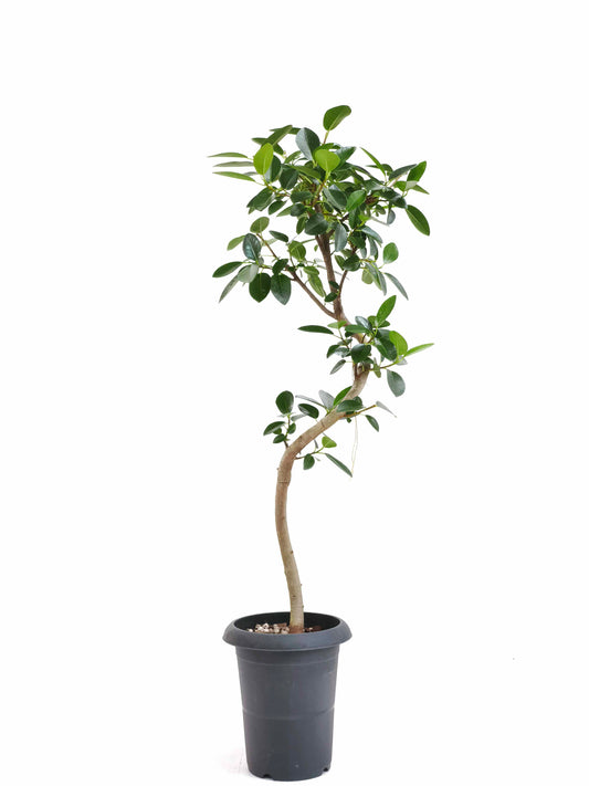 現品商品＠3 フランスゴム 6号（高さ：92.5cm、幅：35cm）