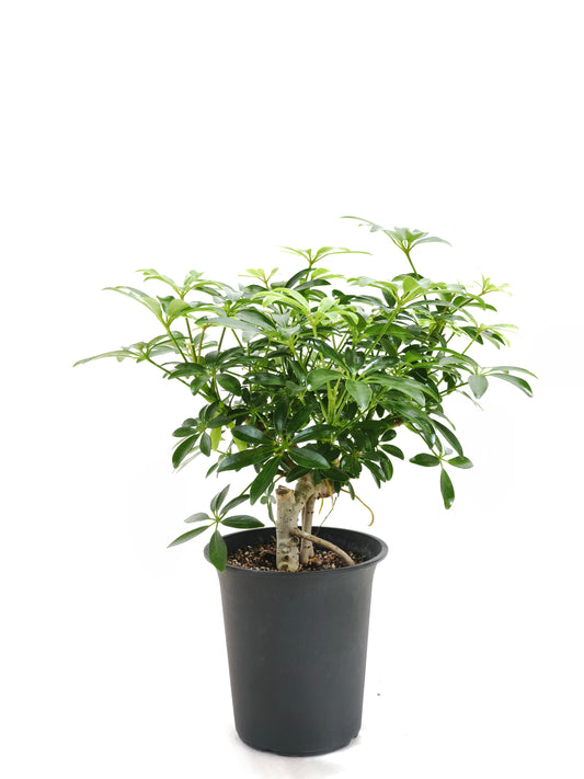 現品商品@1 カポック・コンパクタ4号（高さ：34cm、幅：32cm）【同梱可能商品-沖縄発送】