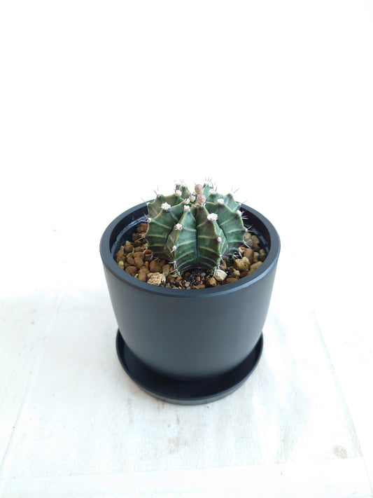 現品商品@3 ギムノカリキウム 3号（幅：5.5cm）【同梱可能商品-沖縄発送】