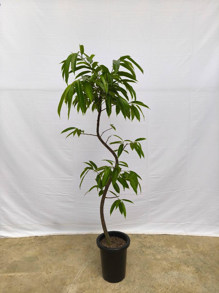 現品商品＠13 アムステルダム 8号（高さ：157cm、幅：62cm）