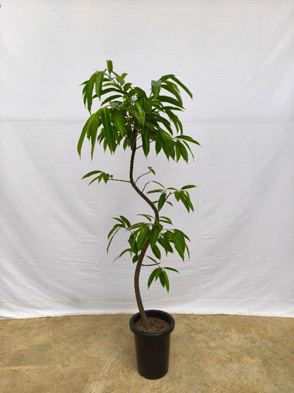 現品商品＠13 アムステルダム 8号（高さ：157cm、幅：62cm）