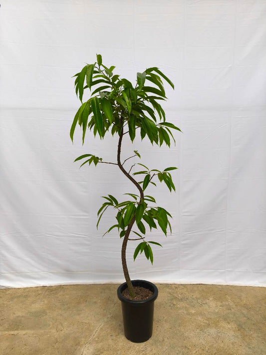 Y3 現品商品＠13 アムステルダム 8号（高さ：157cm、幅：62cm）