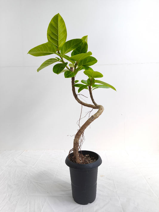 現品商品@2 アルテシマ 6号（高さ：85cm、幅：42cm）