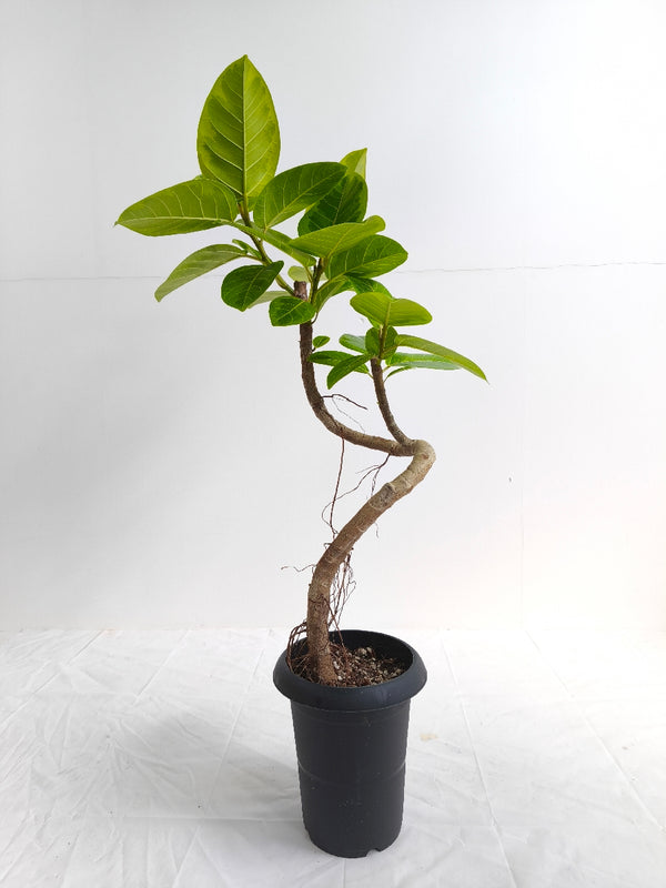 現品商品@2 アルテシマ 6号（高さ：85cm、幅：42cm）