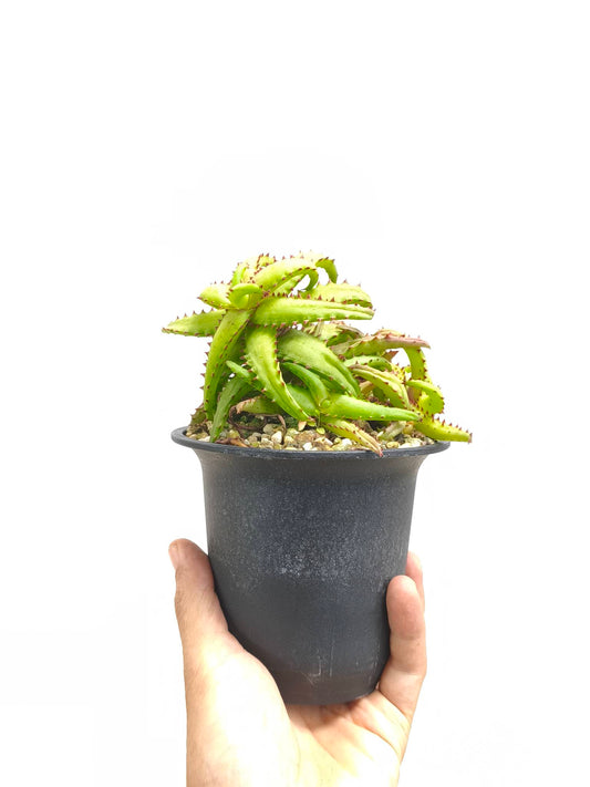 現品商品@1 アロエ・カスティロニアエ 4号（高さ：19cm、幅：15cm）
