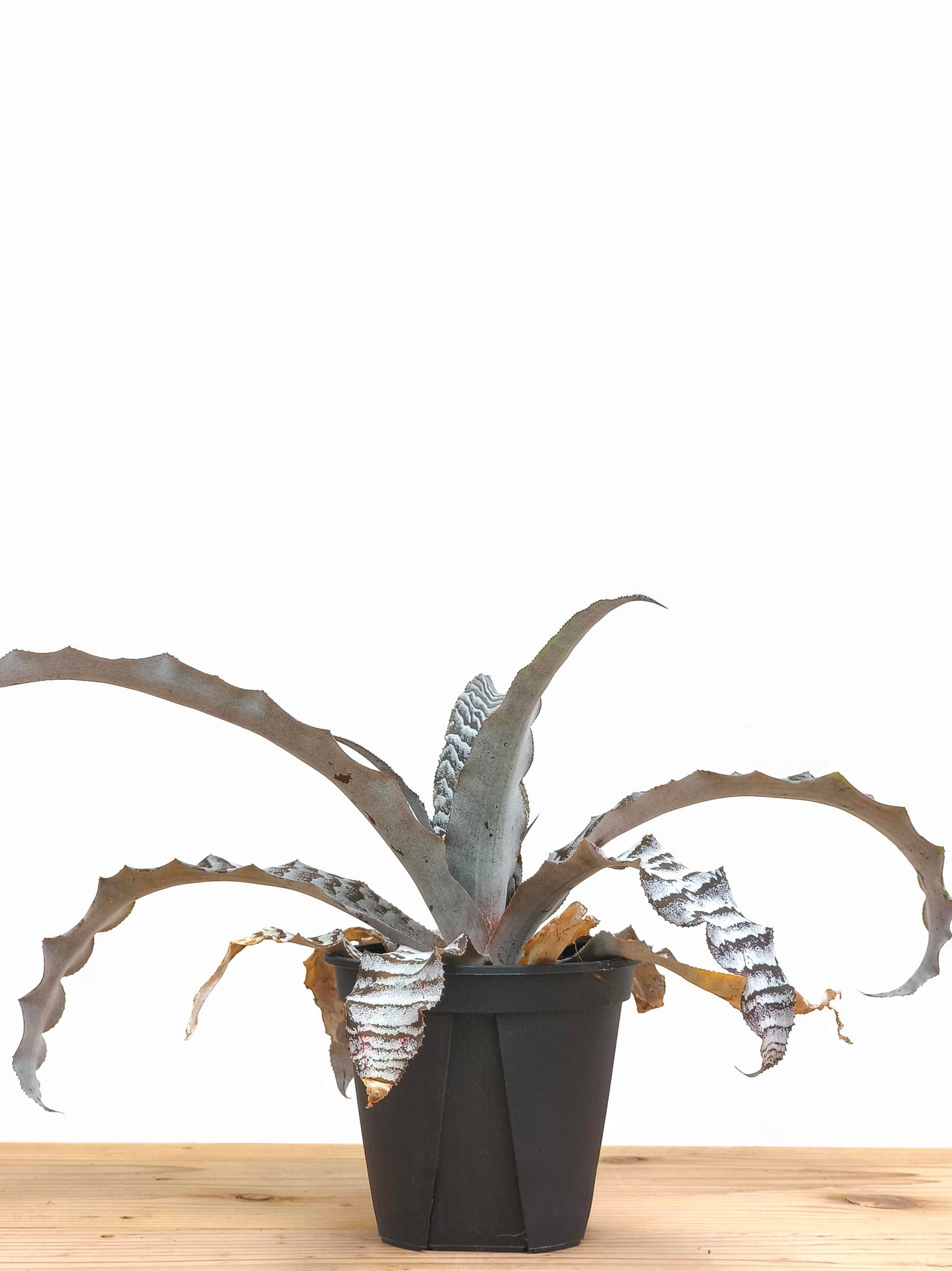 現品商品@2 クリプタンサス・アブソリュートゼロ 4号（高さ：21cm、幅：42cm）