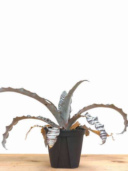 現品商品@2 クリプタンサス・アブソリュートゼロ 4号（高さ：21cm、幅：42cm）