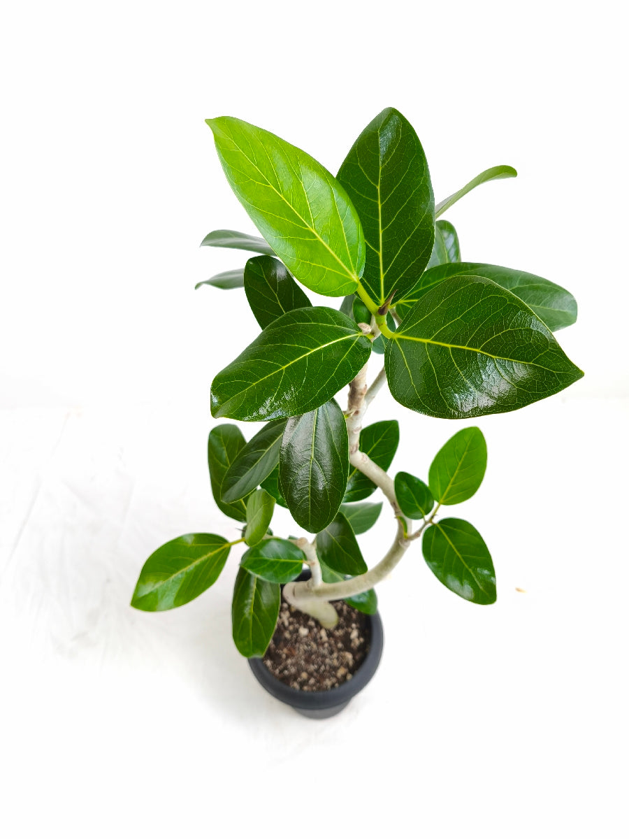 現品商品@1 ベンガレンシス 6号（高さ：85cm、幅：45cm）