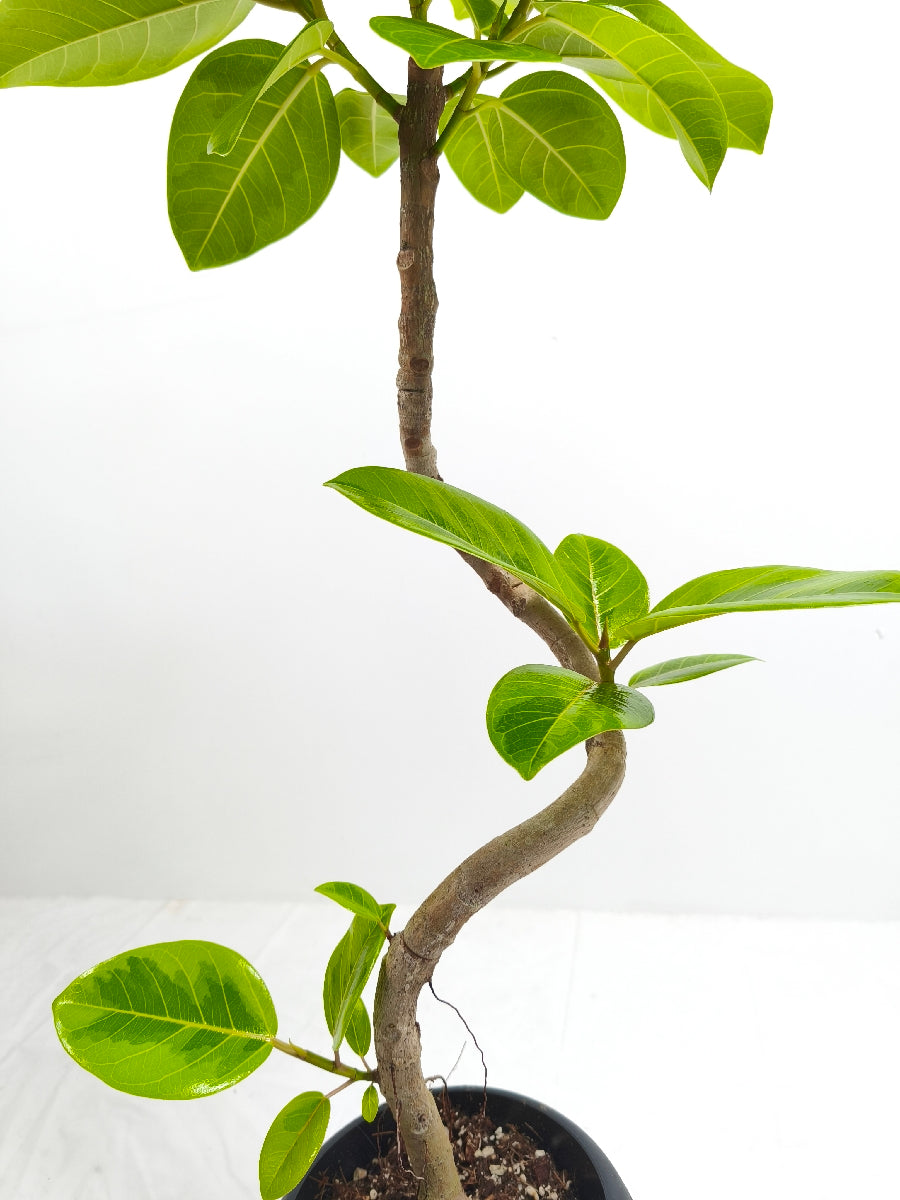 現品商品@7 アルテシマ 6号（高さ：95cm、幅：40cm）