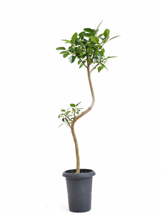 現品商品＠1 フランスゴム 6号（高さ：101cm、幅：34cm）