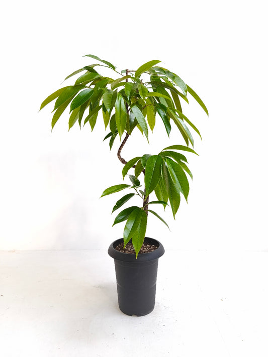 現品商品＠2 アムステルダム 6号（高さ：80cm、幅：55cm）