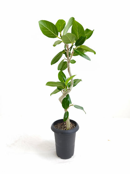 現品商品@1 ベンガレンシス 6号（高さ：85cm、幅：45cm）