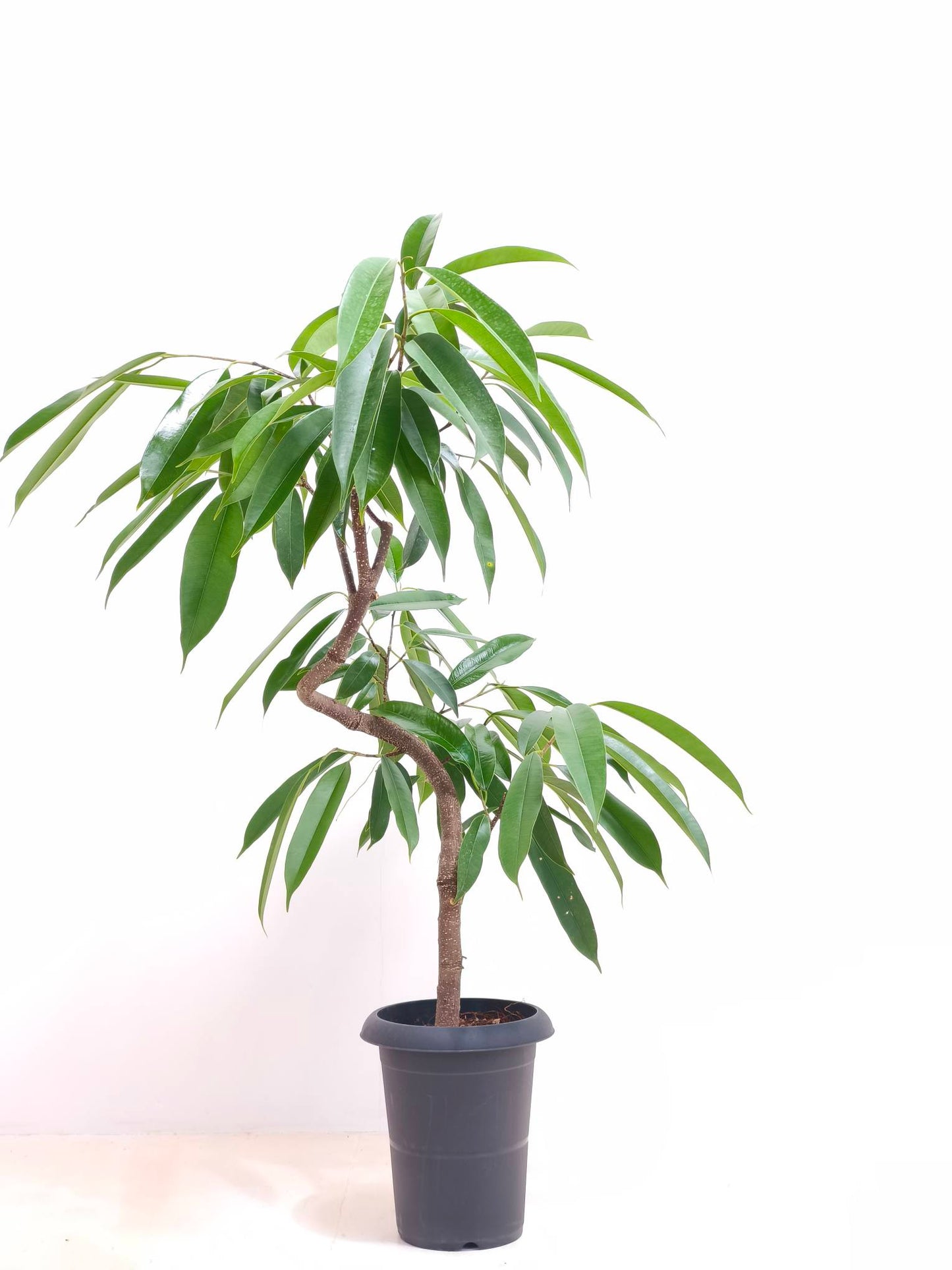 現品商品＠6 アムステルダム 6号（高さ：98cm、幅：76cm）