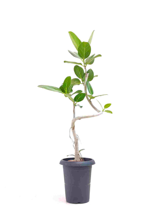 現品商品@10 ベンガレンシス 6号（高さ：90cm、幅：41cm）