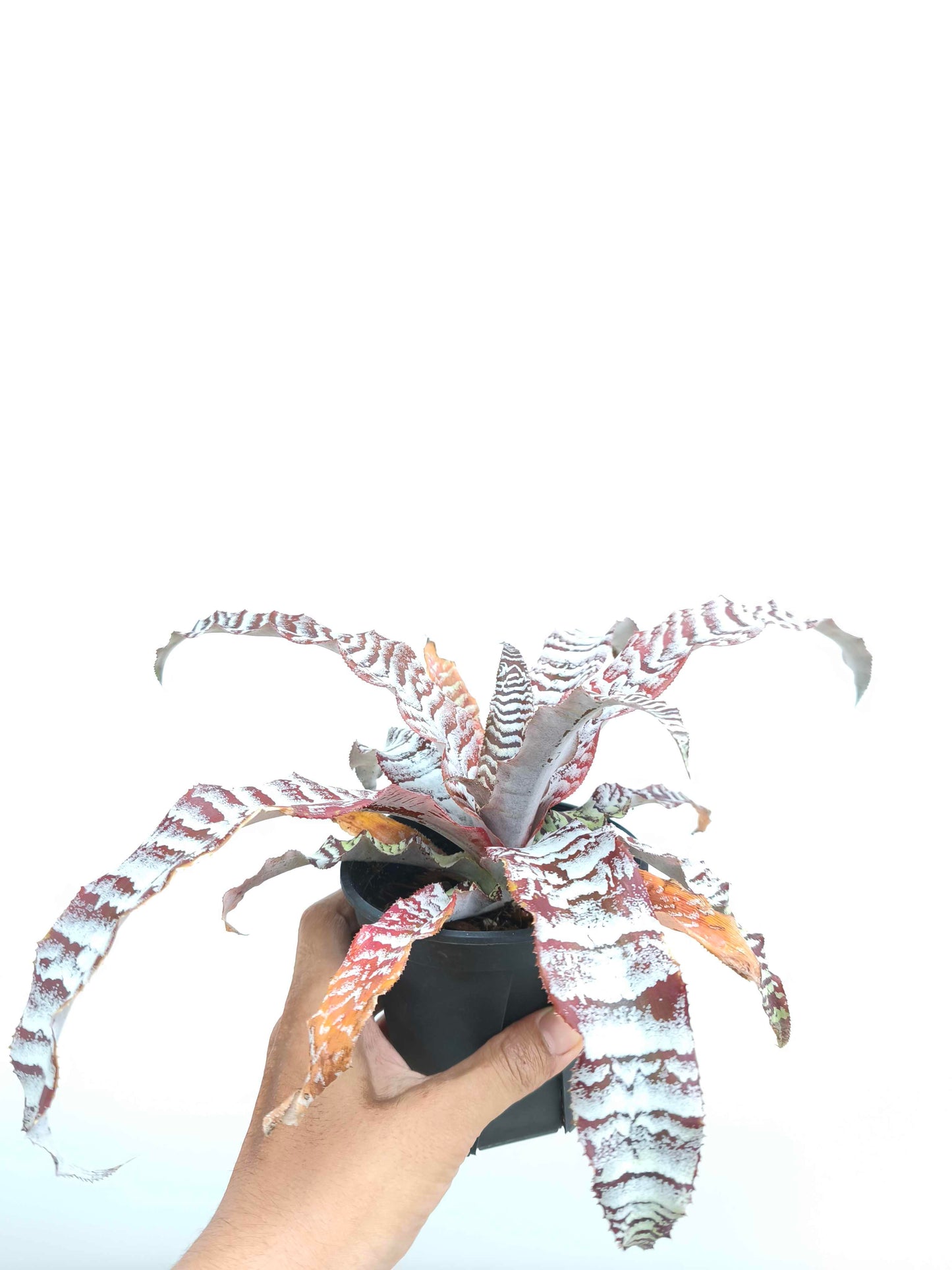 現品商品@1 クリプタンサス・アブソリュートゼロ 4号（高さ：20cm、幅：36cm）