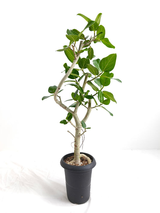 現品商品@4 ベンガレンシス 6号（高さ：88cm、幅：40cm）