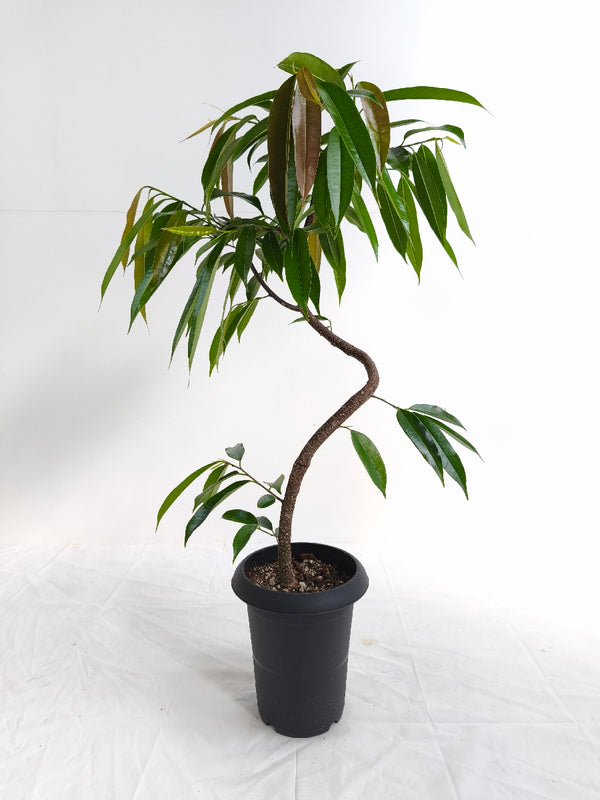 現品商品＠2 アムステルダム 6号（高さ：82cm、幅：53cm）