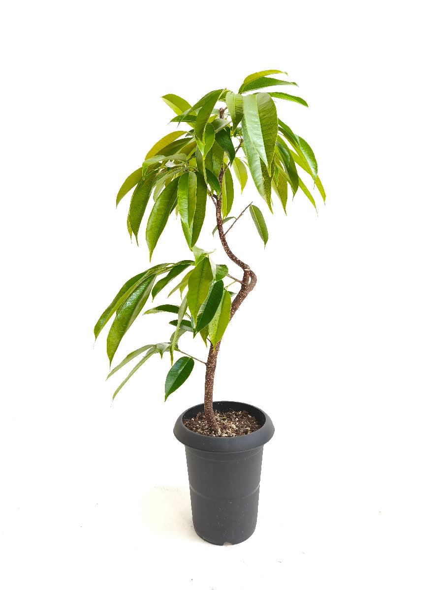 現品商品＠2 アムステルダム 6号（高さ：80cm、幅：55cm）