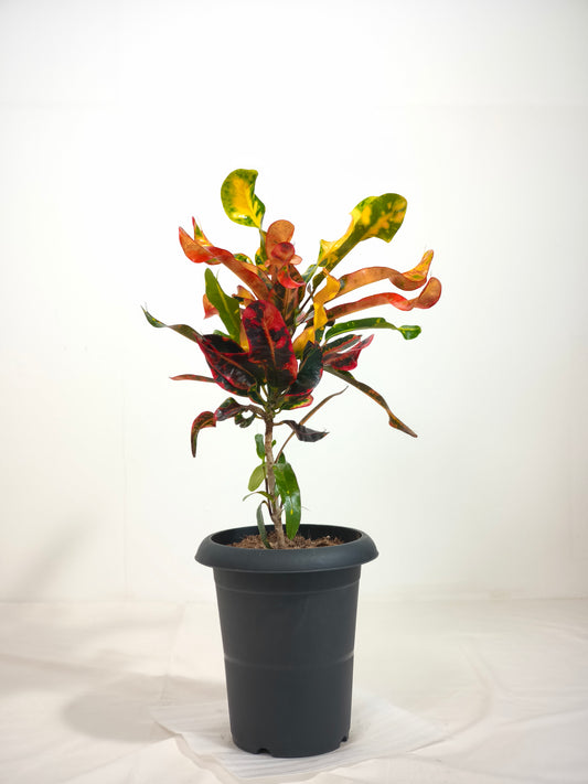 現品商品＠1 クロトン 6号（高さ：57cm、幅：30cm）
