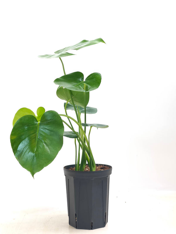 現品商品＠1 モンステラ・デリシオーサ 6号（高さ：66cm、幅：64cm）