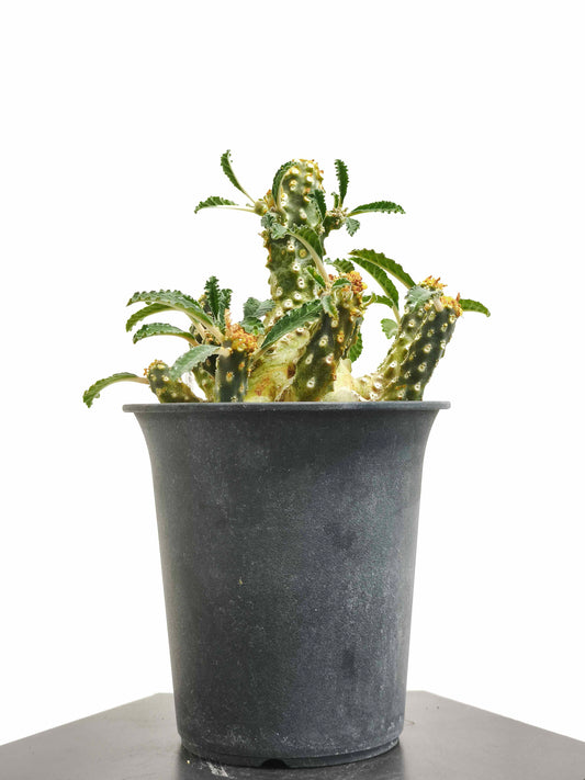 現品商品@2 ドルステニア・ラブラニー hyb（幹高:10cm 幹幅:13.5cm）