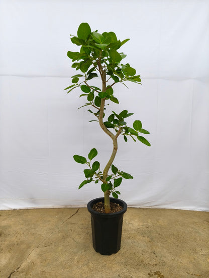 現品商品@12 ベンガレンシス 10号（高さ：170cm、幅：60cm）