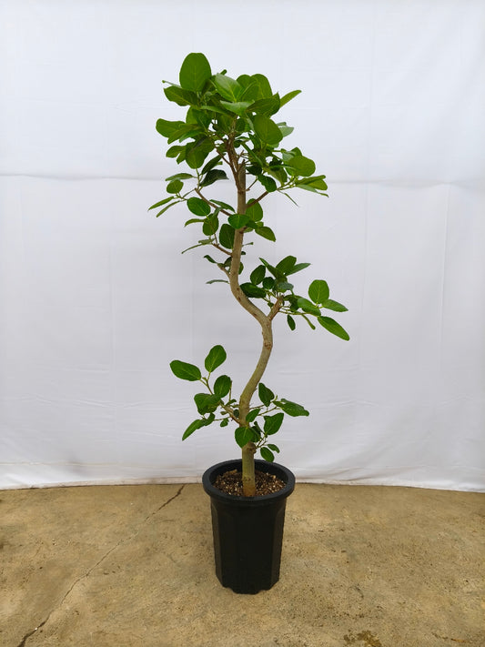 現品商品@12 ベンガレンシス 10号（高さ：170cm、幅：60cm）