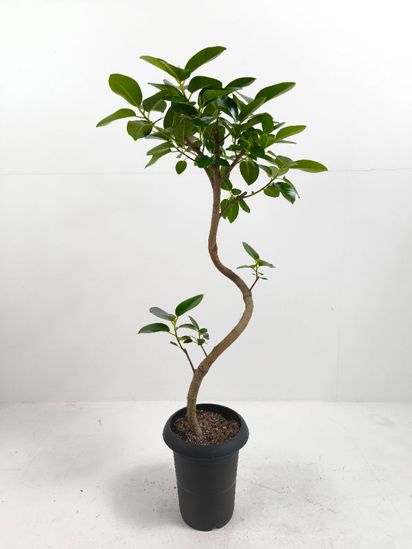 現品商品＠3 フランスゴム 6号（高さ：95cm、幅：45cm）