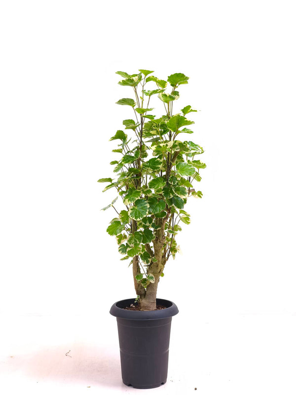 現品商品@2 ポリシャス・マルギナータ 6号（高さ：82cm、幅：35cm）