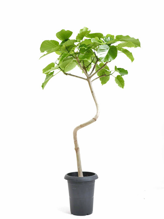 現品商品＠6 ウンベラータ 6号（高さ：97cm、幅：60cm）