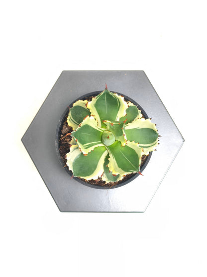 現品商品@3 アガベ”兜蟹錦” 4号（高さ：18.5cm、幅：12cm）