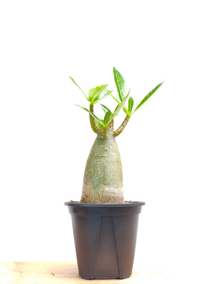現品商品@4 アデニウム・アラビカム 3号（幹高：9cm、幹幅：5cm）【同梱可能】