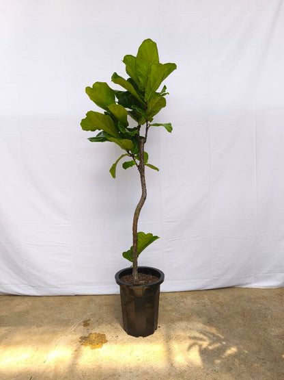 現品商品＠1 カシワバゴム 10号（高さ：175cm、幅：57cm）