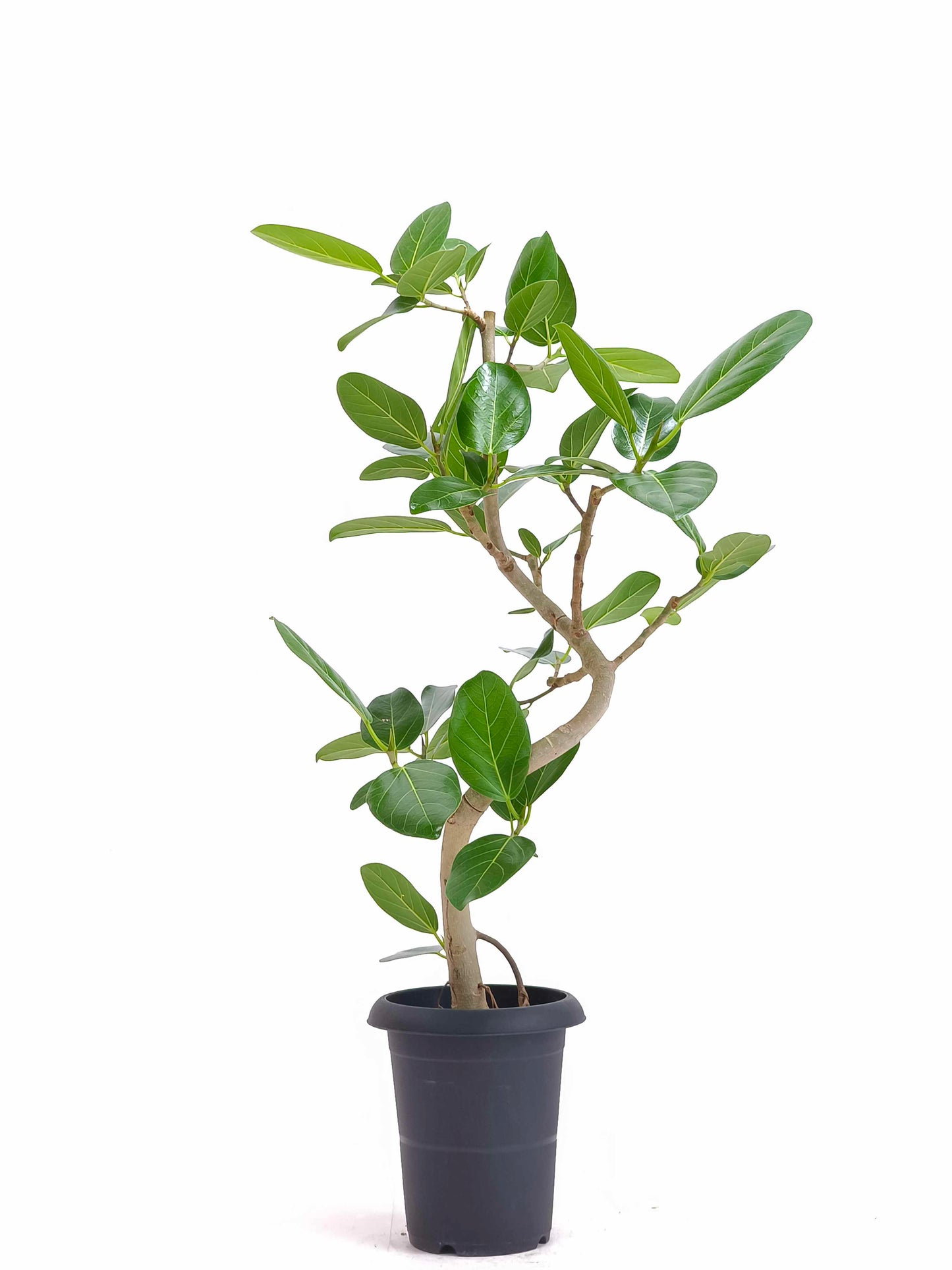 現品商品@4 ベンガレンシス 6号（高さ：88cm、幅：44cm）