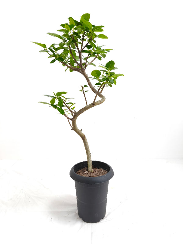 現品商品＠3 フランスゴム 6号（高さ：84cm、幅：37cm）