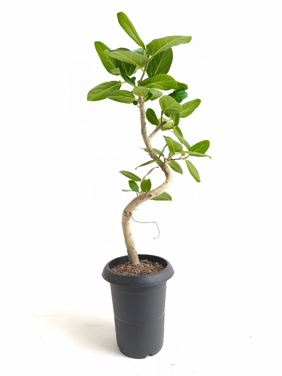 現品商品@3 ベンガレンシス 6号（高さ：80cm、幅：30cm）