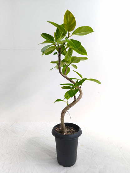 現品商品@3 アルテシマ 6号（高さ：84cm、幅：44cm）