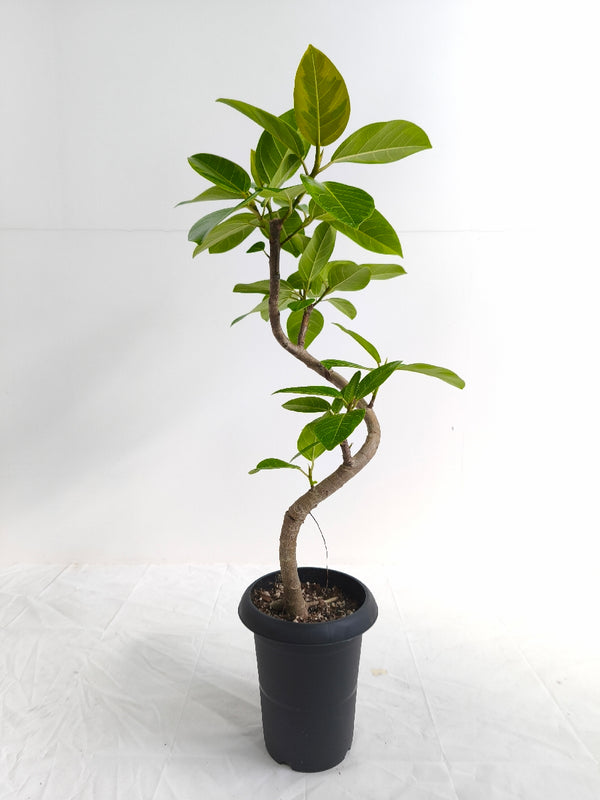 現品商品@3 アルテシマ 6号（高さ：84cm、幅：44cm）