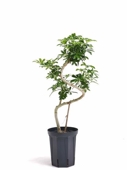 現品商品@3 カポック・コンパクタ 5号（高さ：63cm、幅：32cm）
