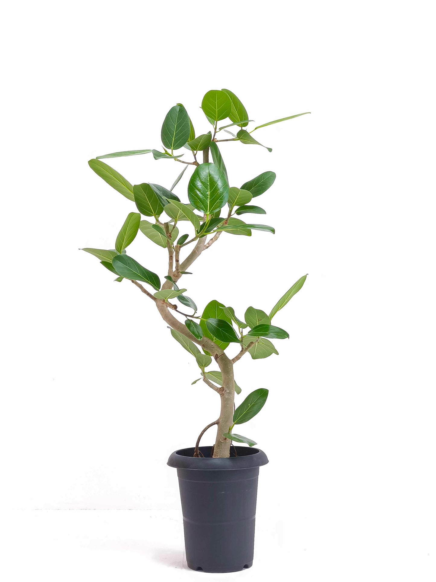 現品商品@4 ベンガレンシス 6号（高さ：88cm、幅：44cm）