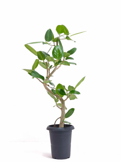 現品商品@4 ベンガレンシス 6号（高さ：88cm、幅：44cm）